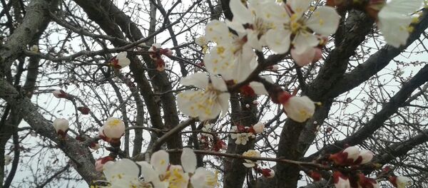 Цветение урюка в Баткене - Sputnik Кыргызстан