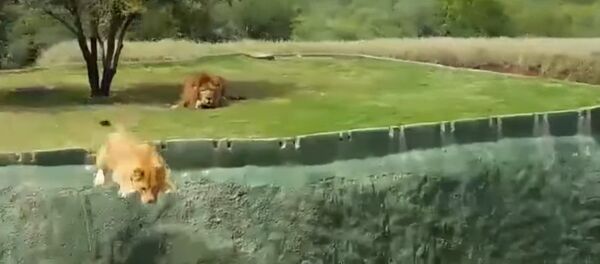 Неудачная попытка нападения львицы на туристов рассмешила соцсети - Sputnik Кыргызстан