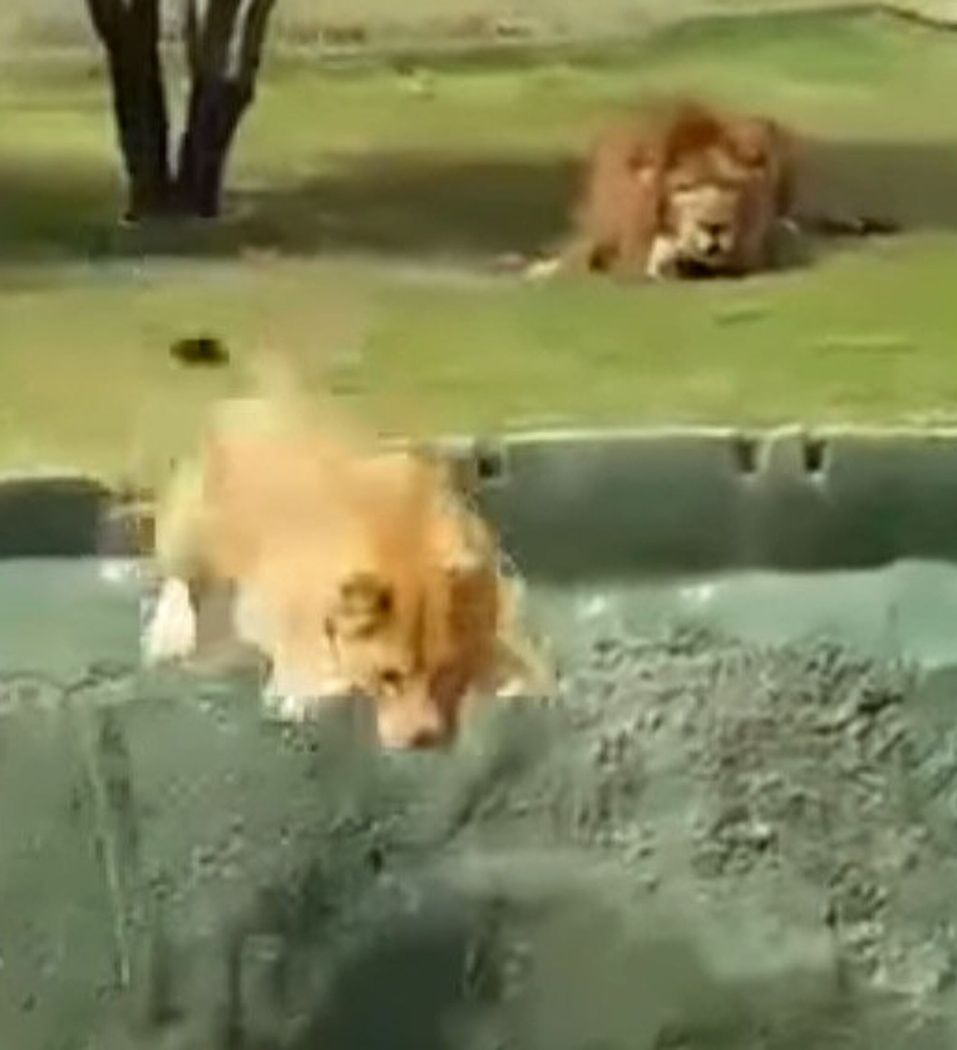 Львица упала в воду лайн.