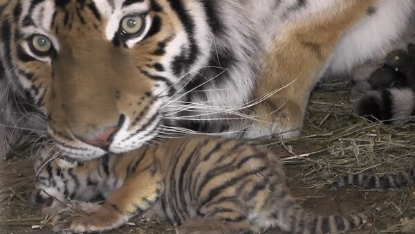 Тигрята в крымском сафари-запарке - Sputnik Кыргызстан