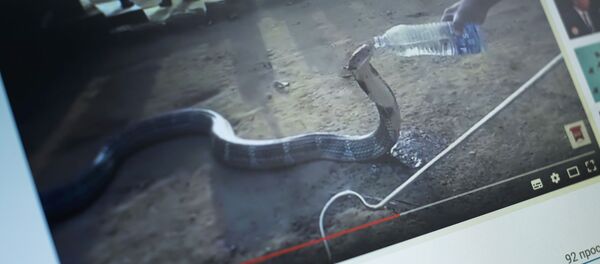 Жители индийской деревни спасают королевскую кобру от жажды. Фото с сайта Youtube пользователя Shyam unni - Sputnik Кыргызстан