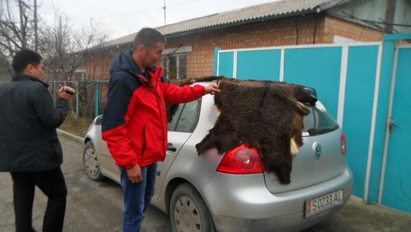 Изъятие двух шкур редких медведей в Чуйской области - Sputnik Кыргызстан