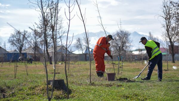 Посадка саженцев лиственный деревьев в Бишкеке - Sputnik Кыргызстан