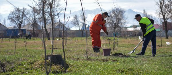 Посадка саженцев лиственный деревьев в Бишкеке - Sputnik Кыргызстан