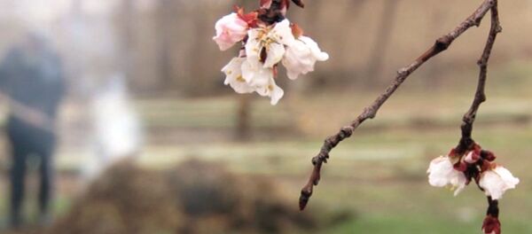 Баткенде өрүк үшүп кетүү коркунучунда. Багбандардын сактап калуу аракети - Sputnik Кыргызстан