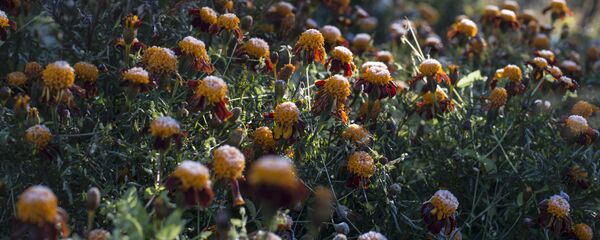 Регионы России. Ямало-Ненецкий автономный округ Регионы России. Ямало-Ненецкий автономный округ - Sputnik Кыргызстан