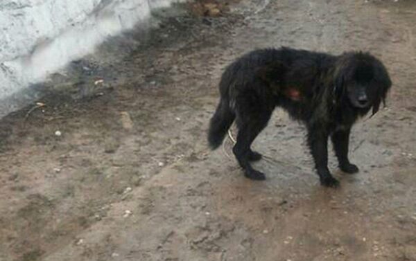 В Чаткале собака 44 дня жила под сошедшей снежной лавиной - Sputnik Кыргызстан