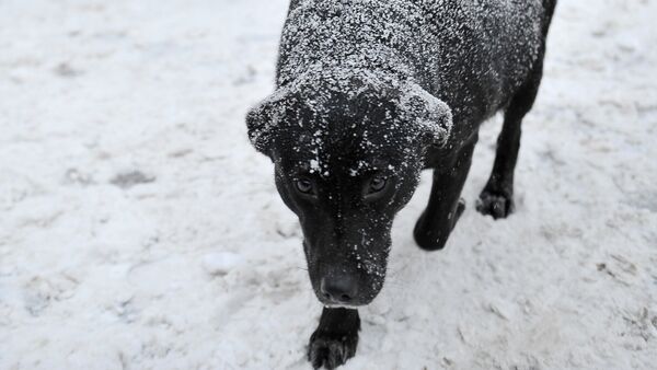 Сильный снегопад в Москве - Sputnik Кыргызстан