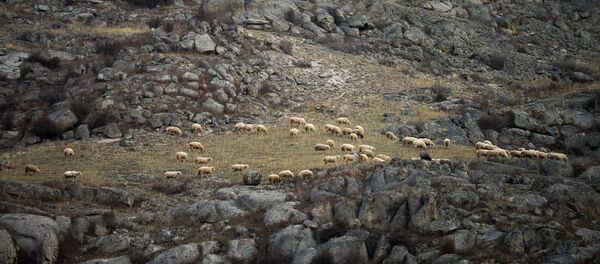 Стадо овец у скал. Архивное фото Стадо овец у скал. Архивное фото - Sputnik Кыргызстан