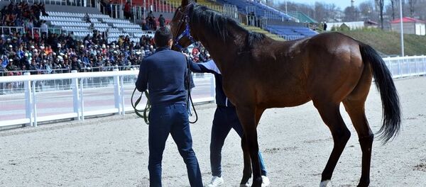 Лидер парламентской фракции Республика — Ата-Журт Омурбек Бабанов подарил конезаводу в Иссык-Кульской области скакуна по кличке Islander One (Айландер Уан) Лидер парламентской фракции Республика — Ата-Журт Омурбек Бабанов подарил конезаводу в Иссык-Кульской области скакуна по кличке Islander One (Айландер Уан) - Sputnik Кыргызстан
