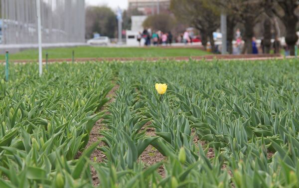 В Бишкеке на днях зацвели тюльпаны, посаженные прошлой осенью - Sputnik Кыргызстан
