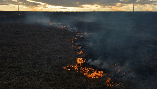 Горение сухой травы в Новосибирской области - Sputnik Кыргызстан