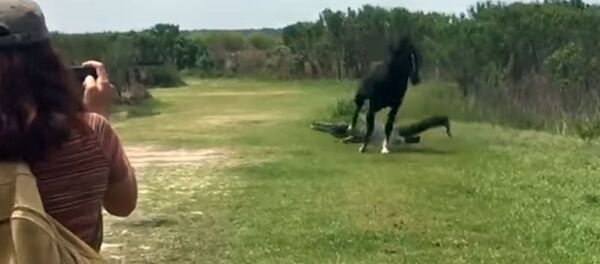 Жай жаткан крокодилди жайыкта оттоп жүргөн жылкы аңтара тепти Жай жаткан крокодилди жайыкта оттоп жүргөн жылкы аңтара тепти - Sputnik Кыргызстан