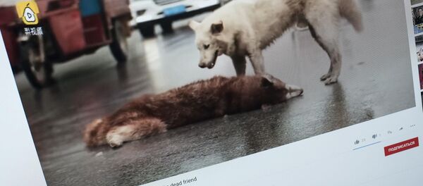 Снимок с видеохостинга Youtube пользователя Dota AllStar. Дворняга пытается оживить пса - Sputnik Кыргызстан