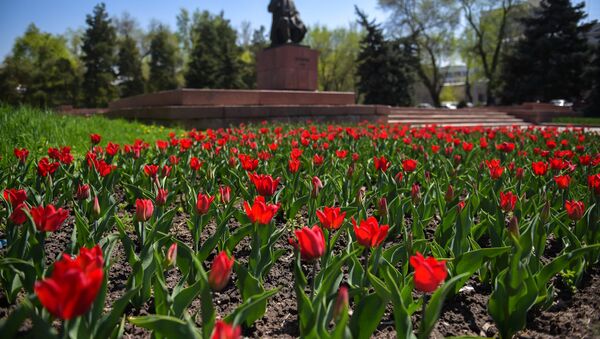 Распустившиеся тюльпаны в центре Бишкека - Sputnik Кыргызстан