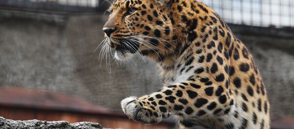 Леопард. Архивное фото Леопард. Архивное фото - Sputnik Кыргызстан