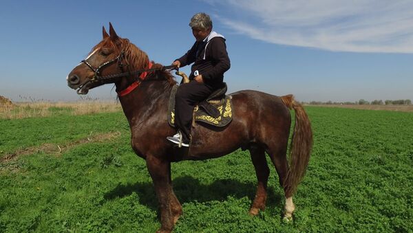 Самый большой конь в Кыргызстане — его не продали даже за миллион долларов - Sputnik Кыргызстан