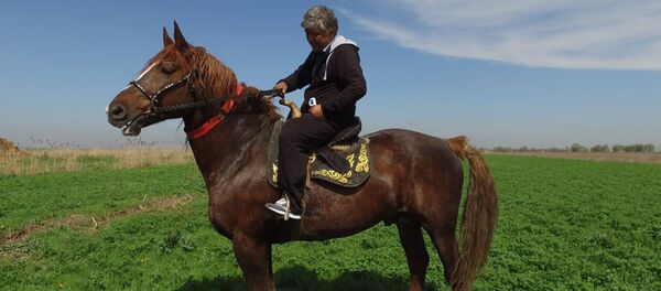 Самый большой конь в Кыргызстане — его не продали даже за миллион долларов - Sputnik Кыргызстан