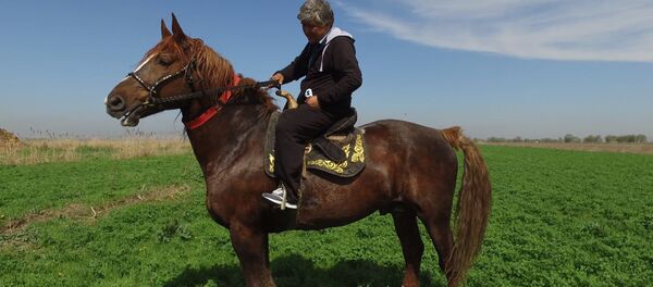 Кыргызстандын эң чоң аргымагы. Миллион долларга берилбеген бир тонналык &quot;Барон&quot; - Sputnik Кыргызстан