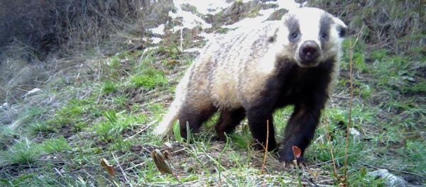 Животные в национальном парке Ала-Арча Животные в национальном парке Ала-Арча - Sputnik Кыргызстан