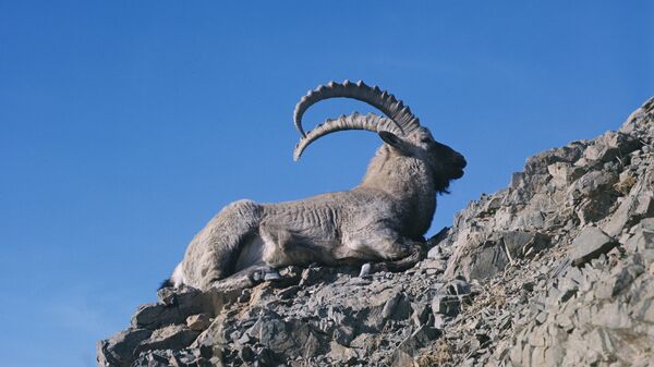 Тоо теке. Архив - Sputnik Кыргызстан