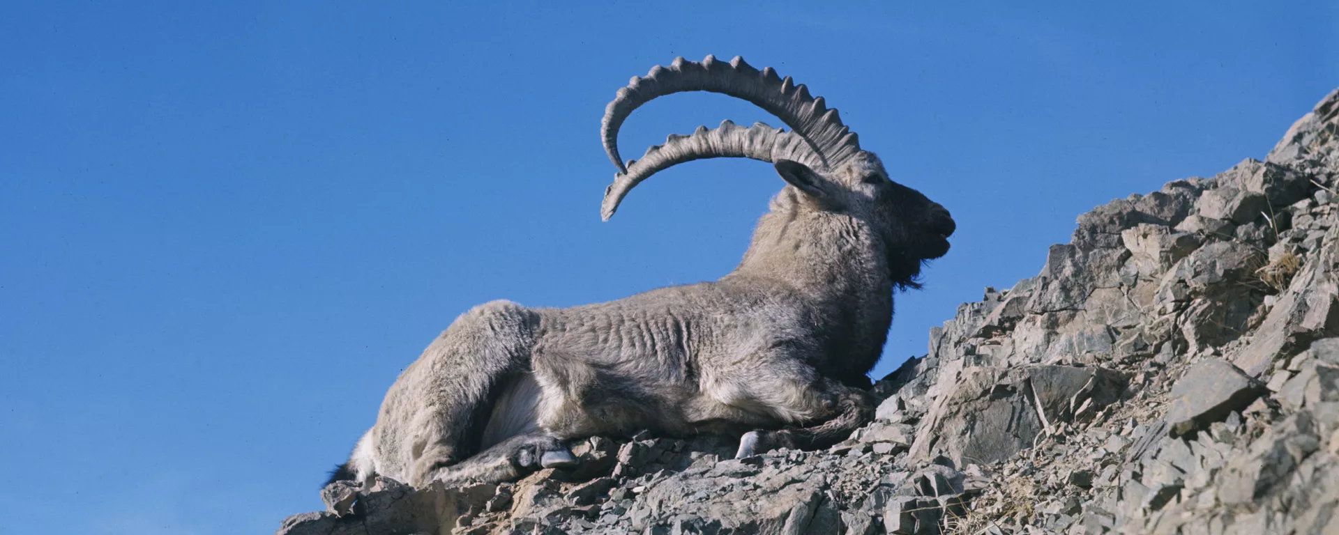 Тоо теке. Архив - Sputnik Кыргызстан, 1920, 09.04.2026