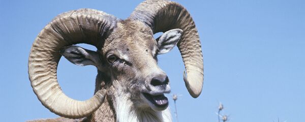 Бадхызский заповедник - Sputnik Кыргызстан