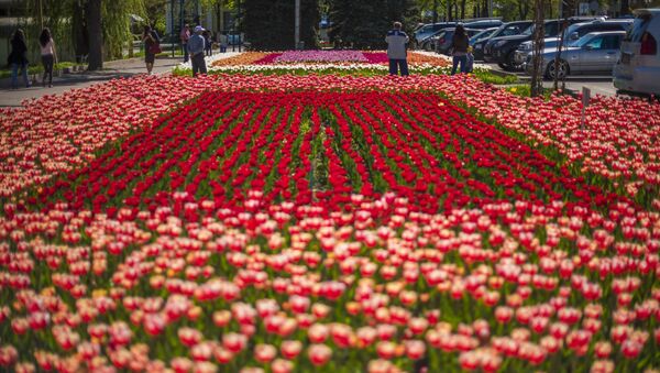 Клумба тюльпанов в Бишкеке. Архивное фото - Sputnik Кыргызстан