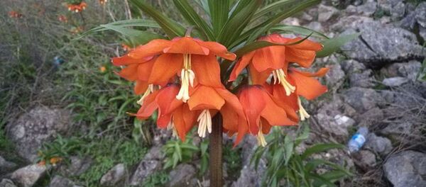 Загрязнение территории горы Айгул-Таш мусором Загрязнение территории горы Айгул-Таш мусором - Sputnik Кыргызстан