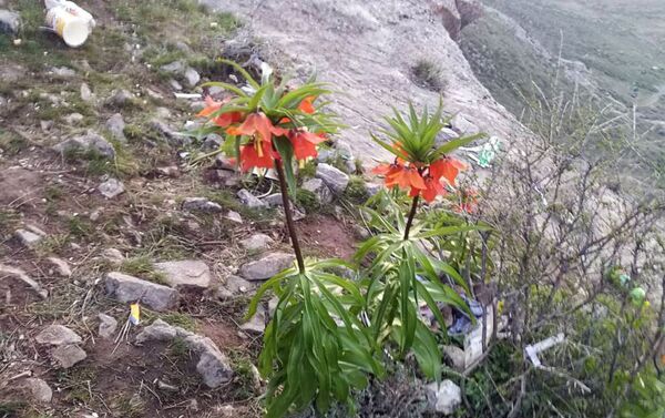 Цветок Айгуль, являющийся гордостью Баткена, растет среди мусора - Sputnik Кыргызстан