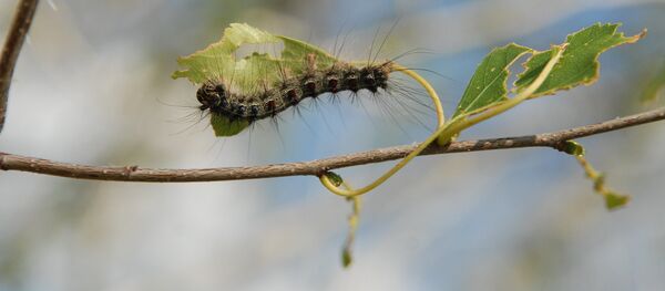 Курт. Архив - Sputnik Кыргызстан
