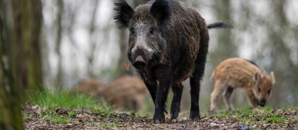 Дикий кабан с детенышем - Sputnik Кыргызстан