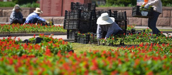 Посадка цветов в центре Бишкека - Sputnik Кыргызстан