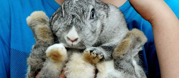 Контактный зоопарк во Владивостоке - Sputnik Кыргызстан