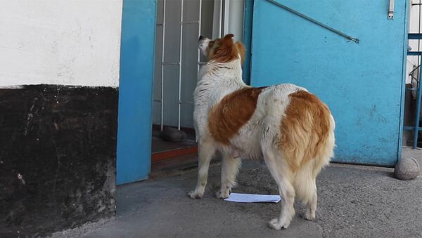 Собака пришла отправить письмо на бишкекскую почту — кадры очевидца - Sputnik Кыргызстан