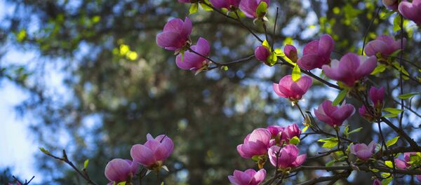 Бишкектин борборундагы ботаникалык бак - Sputnik Кыргызстан