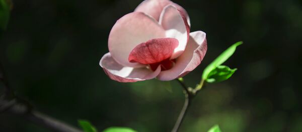 Магнитоланын гүлдөөсү - Тропикалык сулуулук Бишкектеги ботаникалык бакчада. Архив - Sputnik Кыргызстан