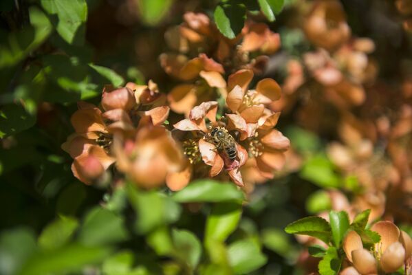 В Ботаническом саду можно встретить ульи диких пчел, которые опыляют произрастающие здесь растения. - Sputnik Кыргызстан