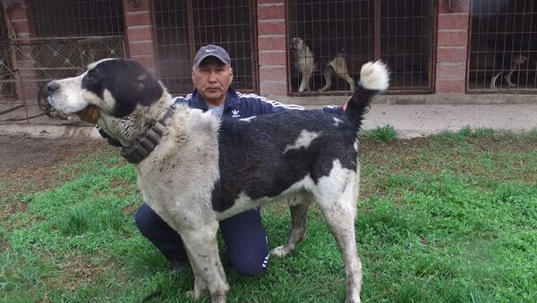 Самый большой волкодав в Кыргызстане — его щенков купил Миша Галустян - Sputnik Кыргызстан
