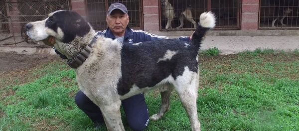 Самый большой волкодав в Кыргызстане — его щенков купил Миша Галустян - Sputnik Кыргызстан