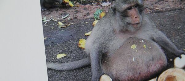 Живущая неподалеку от рынка в Бангкоке (Таиланд) обезьяна по кличке Uncle Fatty (Толстый Дядя). Фото с сайта The Daily Mail - Sputnik Кыргызстан