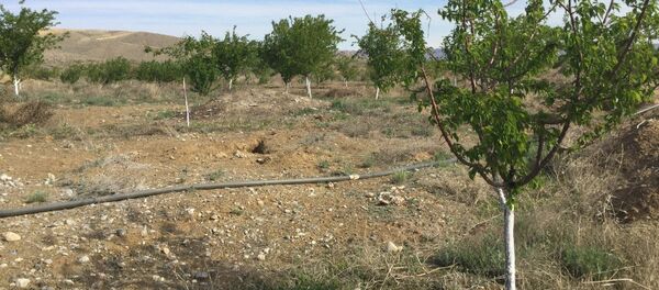 Баткен облусунун алты айылында тамчылатып сугаруу системасы колдоонуга берилди Баткен облусунун алты айылында тамчылатып сугаруу системасы колдоонуга берилди - Sputnik Кыргызстан