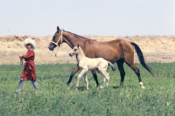 Лошади ахалтекинской породы - Sputnik Кыргызстан