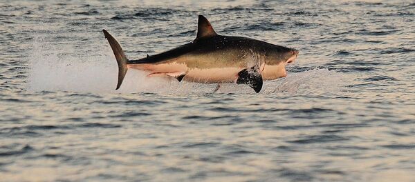 Белая акула вблизи залива Фальш - Sputnik Кыргызстан