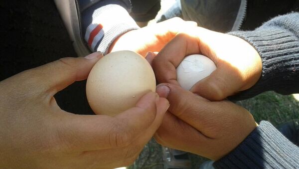 В День труда в селе Кара-Бак Баткенской области состоялся турнир по битью куриных яиц - Sputnik Кыргызстан