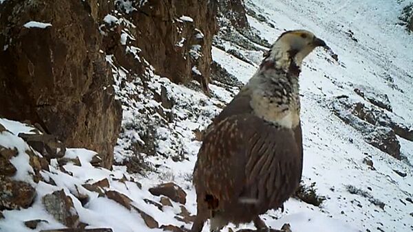 Священная птица улар позировала перед камерой — кадры с Иссык-Куля - Sputnik Кыргызстан