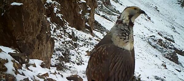 Ысык-Көлдүн тоолоруна орнотулган камерага улар түшүп калды - Sputnik Кыргызстан