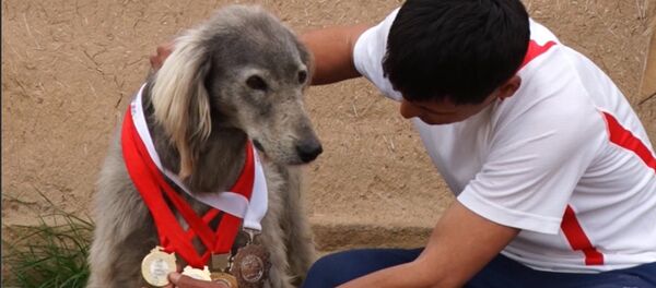 Самый красивый тайган в КР — за щенков иностранцы платят до $50 тыс - Sputnik Кыргызстан