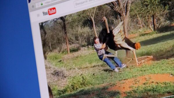 Снимок с видеохостинга Youtube пользователя Caters Clips. Разъяренный страус нападает на посетителя фермы - Sputnik Кыргызстан