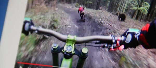 Снимок с видеохостинга Youtube пользователя Dušan Vinžík. Медведь в Словакии преследует велосипедиста - Sputnik Кыргызстан